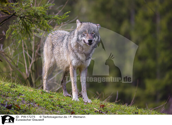 Eurasischer Grauwolf / PW-17275