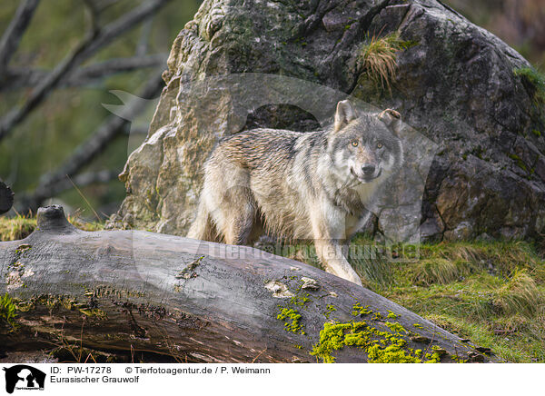 Eurasischer Grauwolf / PW-17278