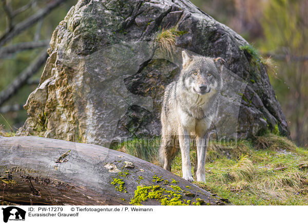 Eurasischer Grauwolf / PW-17279
