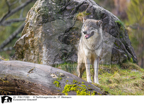 Eurasischer Grauwolf / PW-17280