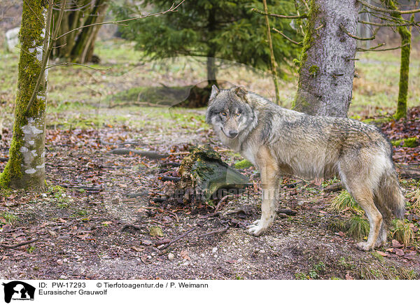 Eurasischer Grauwolf / PW-17293