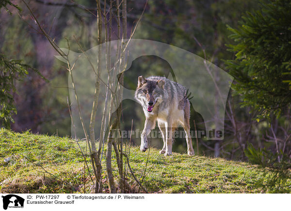 Eurasischer Grauwolf / PW-17297