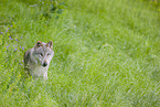 Eurasischer Grauwolf