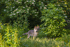 Eurasischer Grauwolf