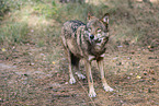 Eurasischer Grauwolf