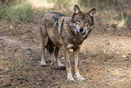 Eurasischer Grauwolf