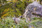 Eurasischer Grauwolf
