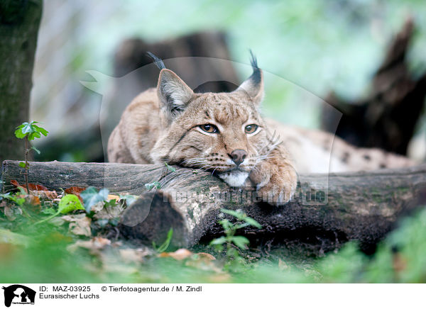 Eurasischer Luchs / Eurasian Lynx / MAZ-03925