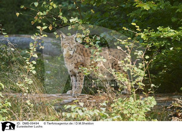 Eurasischer Luchs / Eurasian Lynx / DMS-09494