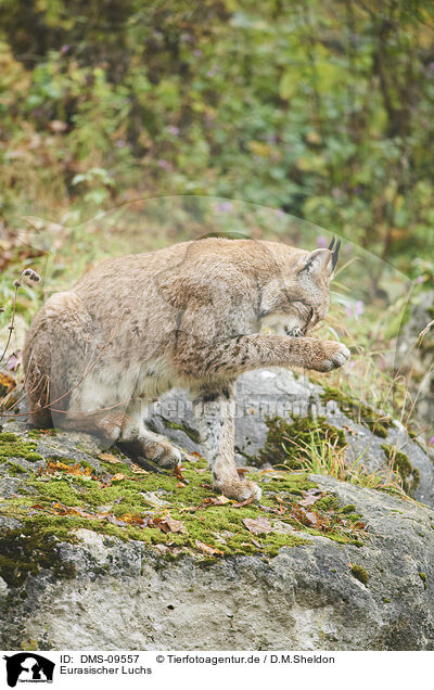 Eurasischer Luchs / Eurasian Lynx / DMS-09557