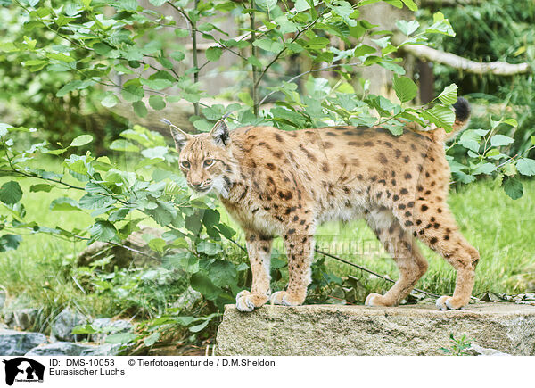 Eurasischer Luchs / Eurasian Lynx / DMS-10053
