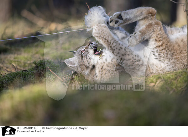 Eurasischer Luchs / Eurasian Lynx / JM-09148