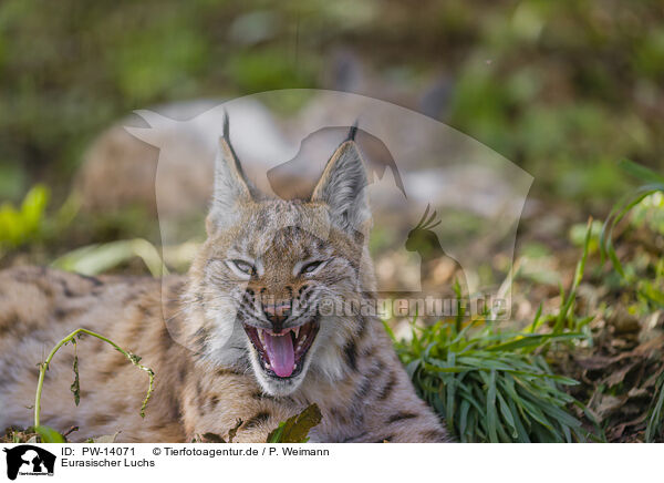 Eurasischer Luchs / Eurasian Lynx / PW-14071