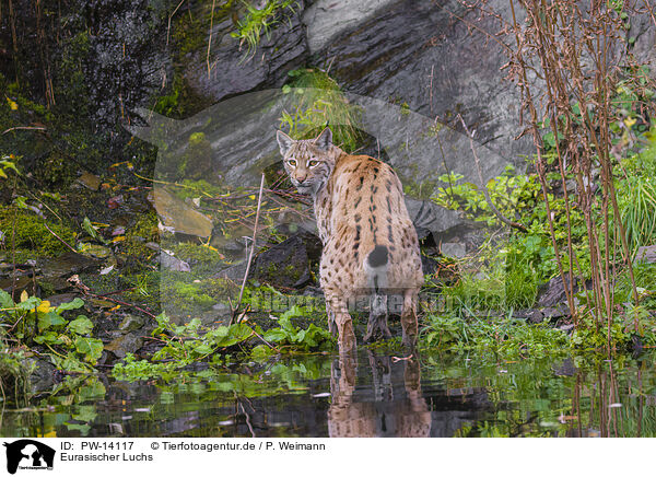 Eurasischer Luchs / Eurasian Lynx / PW-14117