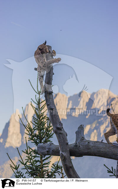 Eurasische Luchse / Eurasian Lynxes / PW-14157