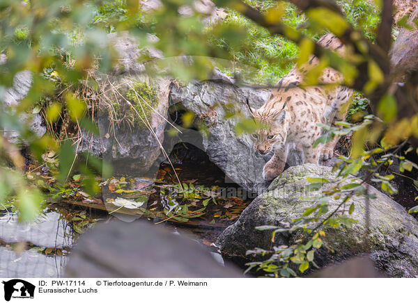Eurasischer Luchs / Eurasian Lynx / PW-17114