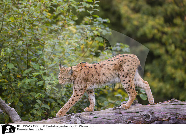 Eurasischer Luchs / Eurasian Lynx / PW-17125