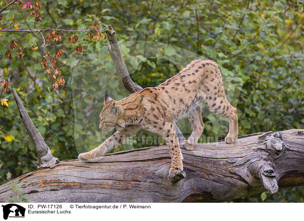 Eurasischer Luchs / Eurasian Lynx / PW-17126