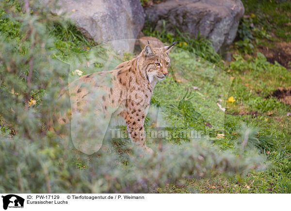 Eurasischer Luchs / Eurasian Lynx / PW-17129