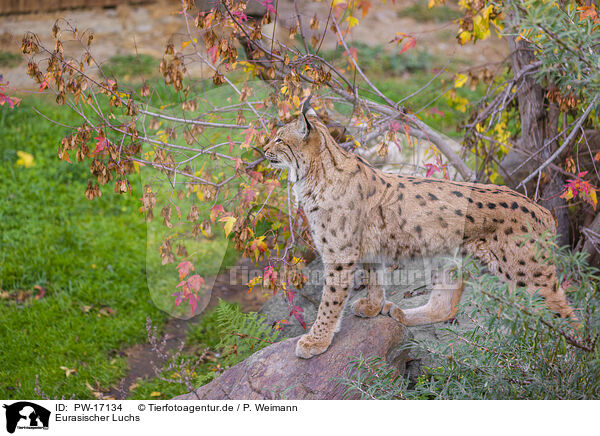 Eurasischer Luchs / Eurasian Lynx / PW-17134