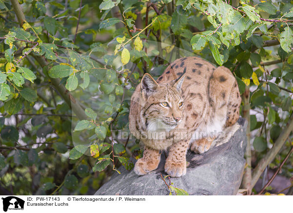 Eurasischer Luchs / Eurasian Lynx / PW-17143