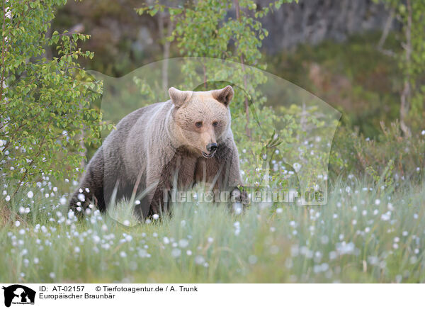 Europischer Braunbr / brown bear / AT-02157