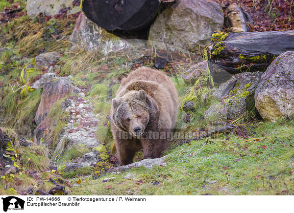 Europischer Braunbr / brown bear / PW-14666