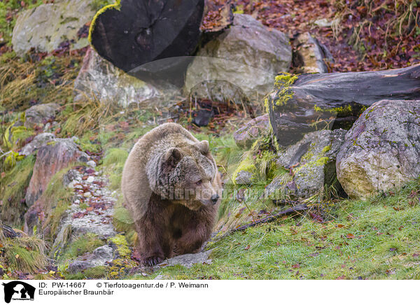 Europischer Braunbr / brown bear / PW-14667