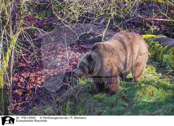 Europischer Braunbr / brown bear / PW-14680