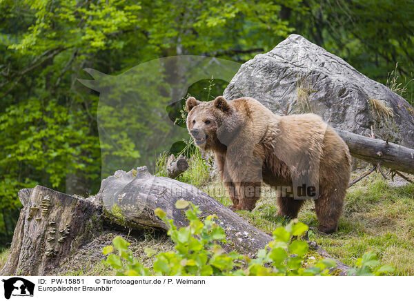 Europischer Braunbr / brown bear / PW-15851