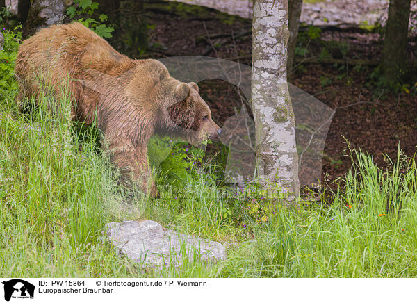 Europischer Braunbr / brown bear / PW-15864