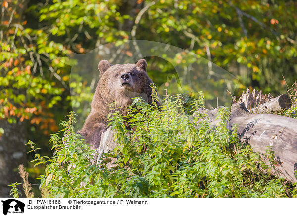 Europischer Braunbr / brown bear / PW-16166