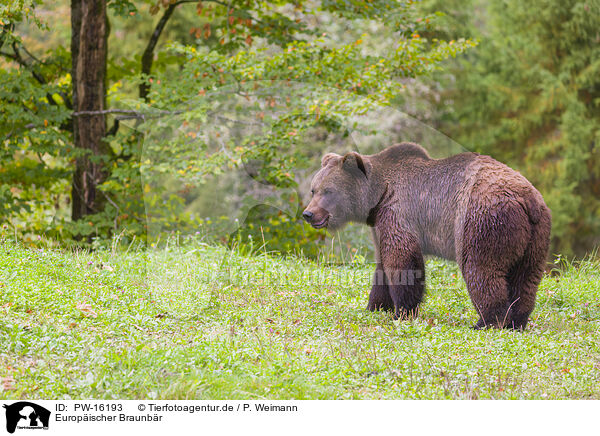 Europischer Braunbr / brown bear / PW-16193
