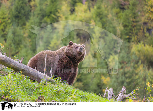 Europischer Braunbr / brown bear / PW-16230