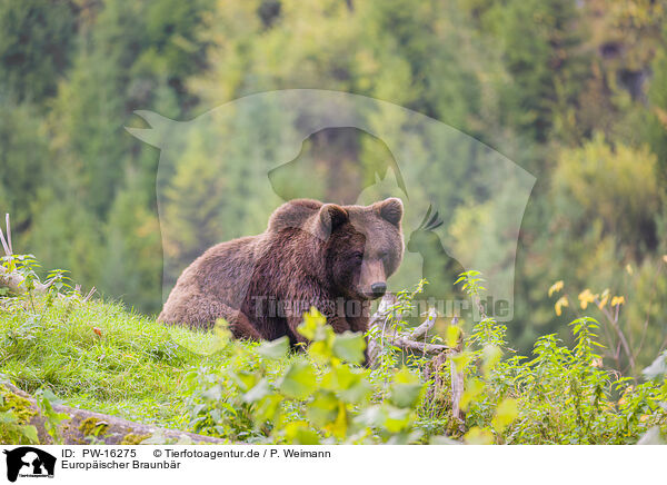 Europischer Braunbr / brown bear / PW-16275