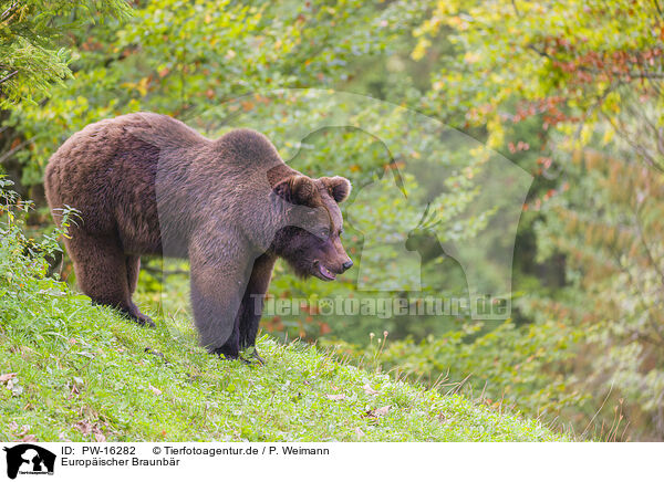 Europischer Braunbr / brown bear / PW-16282