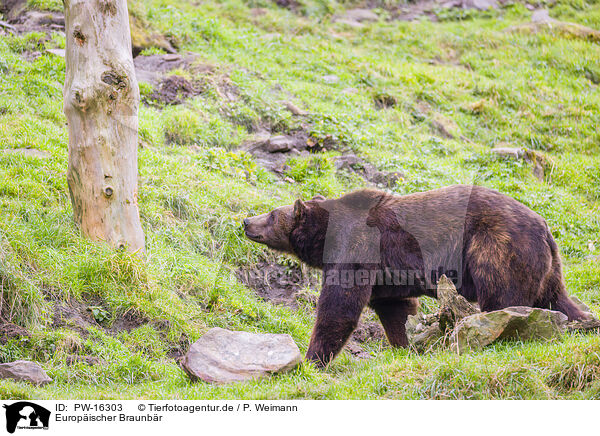Europischer Braunbr / brown bear / PW-16303