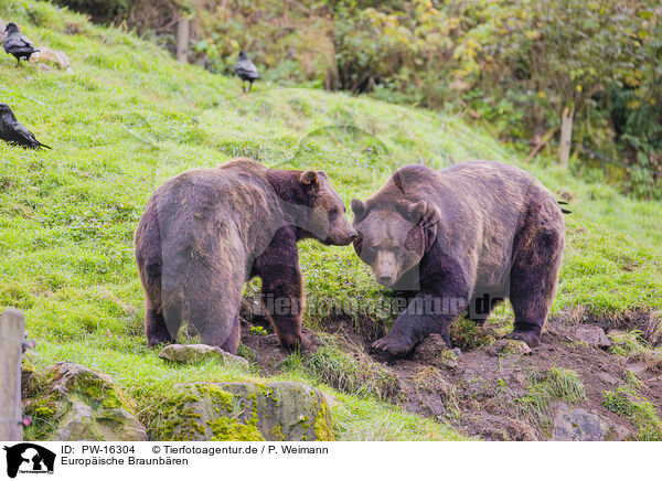 Europische Braunbren / brown bears / PW-16304