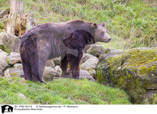 Europischer Braunbr / brown bear / PW-16315