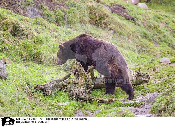 Europischer Braunbr / brown bear / PW-16316