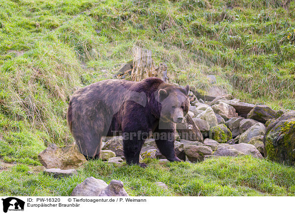 Europischer Braunbr / brown bear / PW-16320