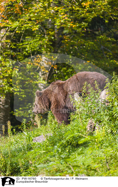 Europischer Braunbr / brown bear / PW-16760