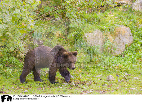 Europischer Braunbr / brown bear / PW-16765