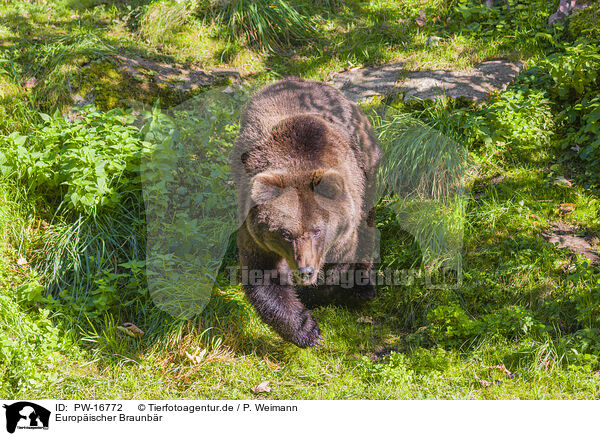 Europischer Braunbr / brown bear / PW-16772