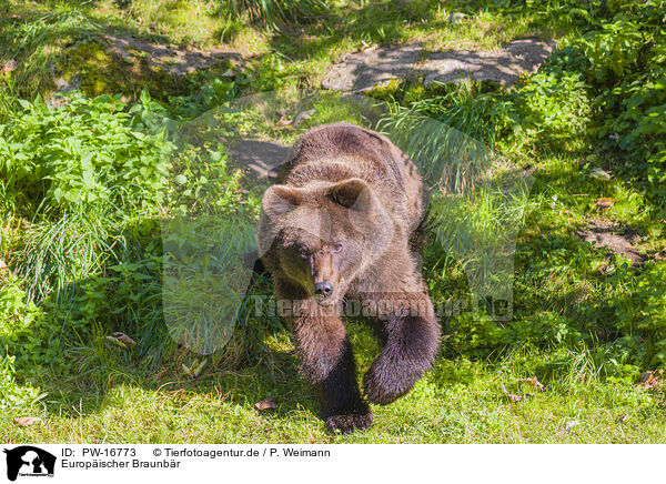 Europischer Braunbr / brown bear / PW-16773