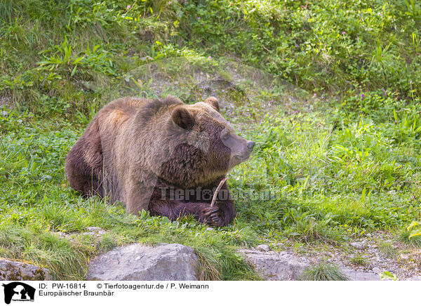 Europischer Braunbr / brown bear / PW-16814