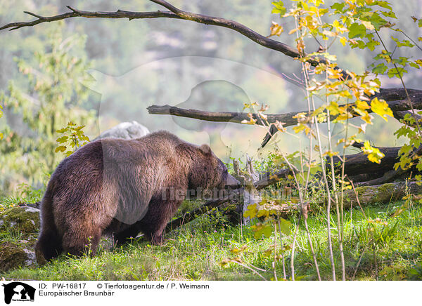 Europischer Braunbr / brown bear / PW-16817
