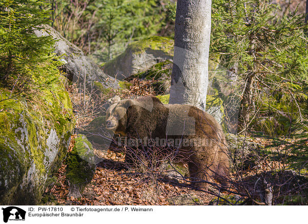 Europischer Braunbr / brown bear / PW-17810