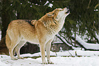 heulender Europischer Wolf