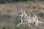 rennender Europischer Grauwolf
